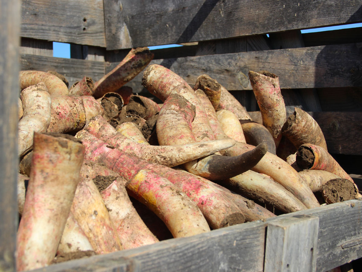 Biodynamie et bouse de corne