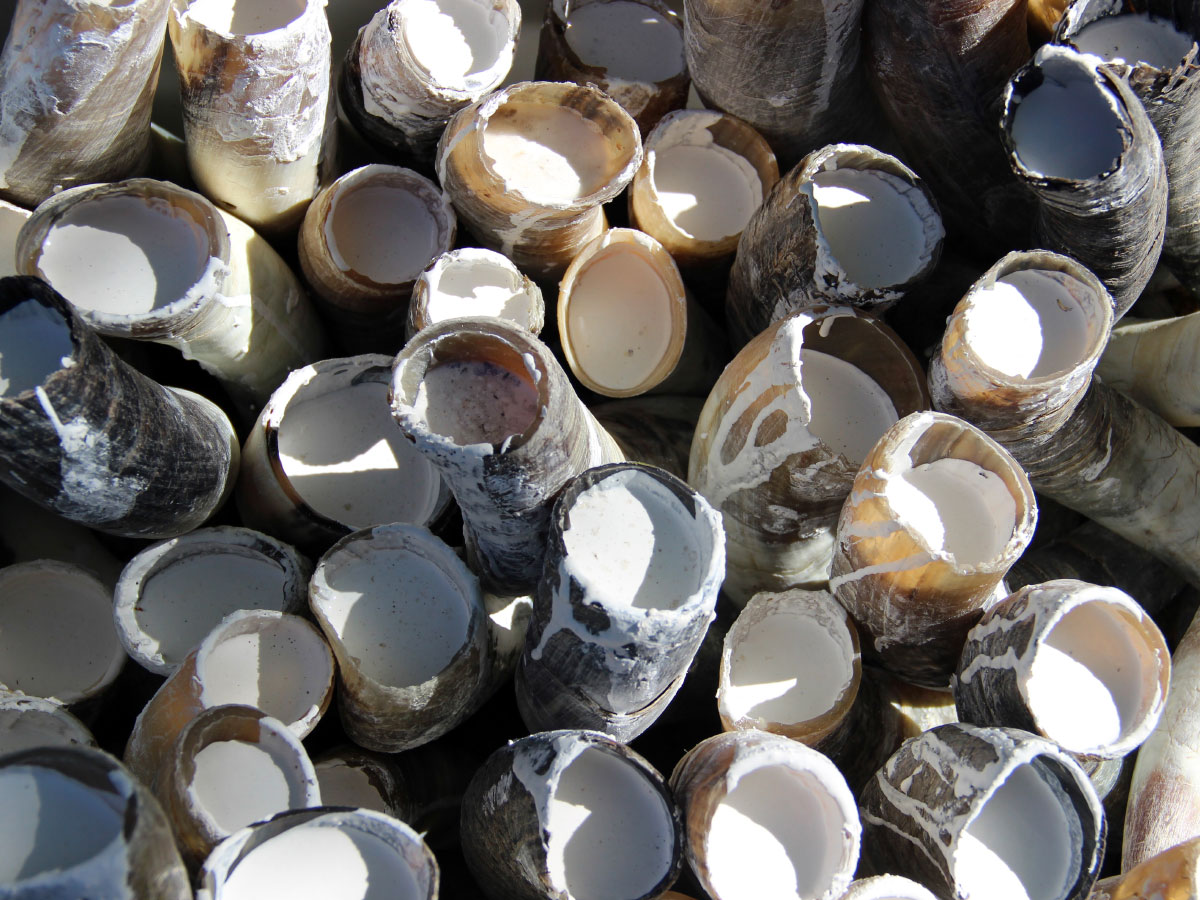 Biodynamie et silice de corne