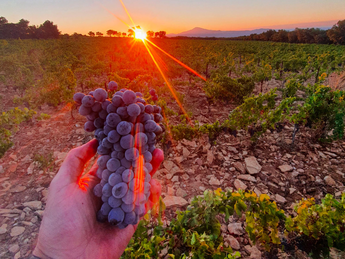 vin de Rasteau en biodynamie