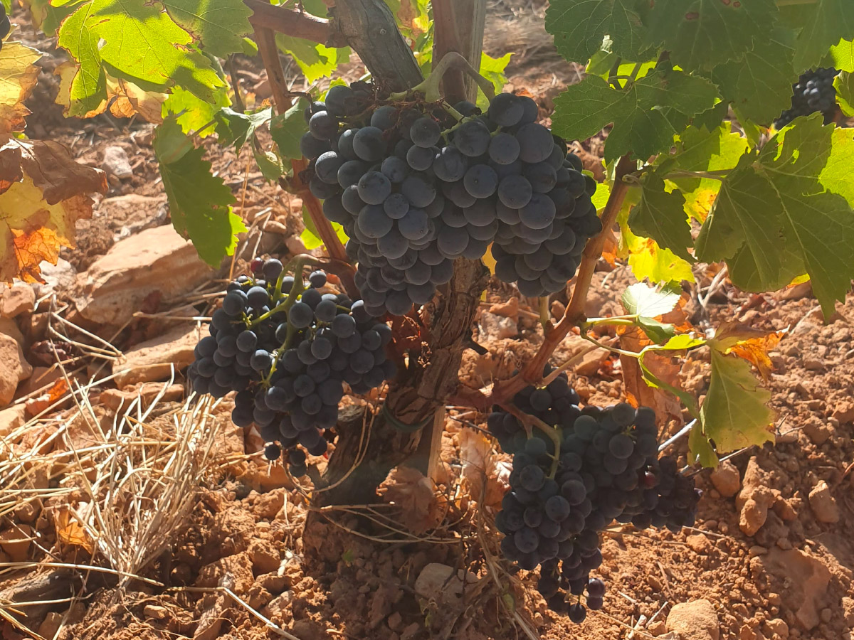 terroir et cépages