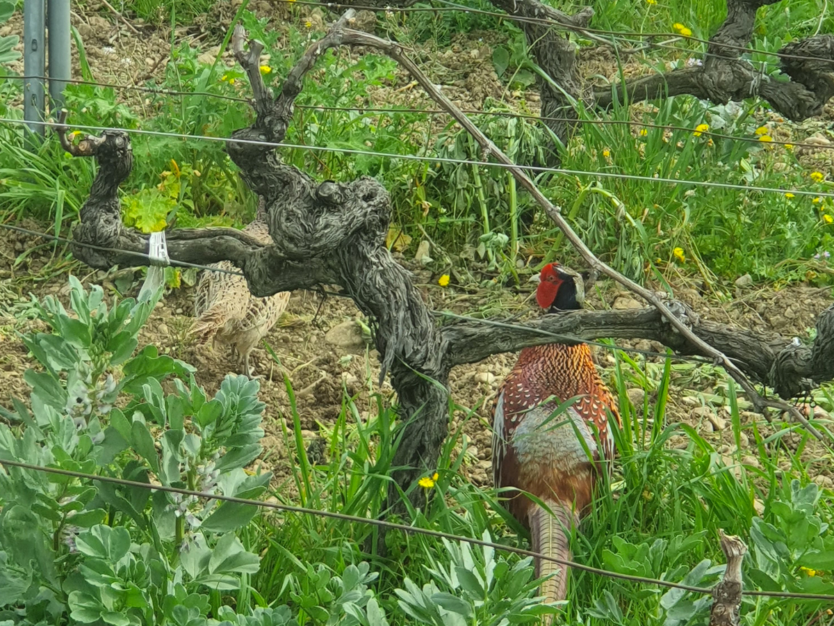 Biodynamie et enherbement